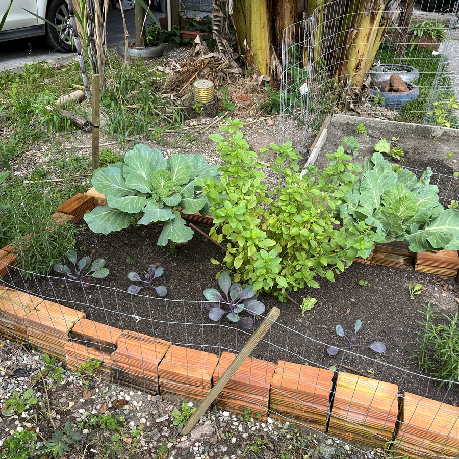 Fundamentos de uma Horta Orgânica